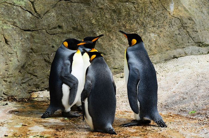 Apa yang Dimakan Penguin? Pola Makan Sang Penyelam Ulung